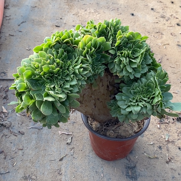 绿羊绒缀多肉植物5 