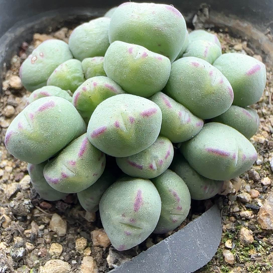 脱土年后发货23598