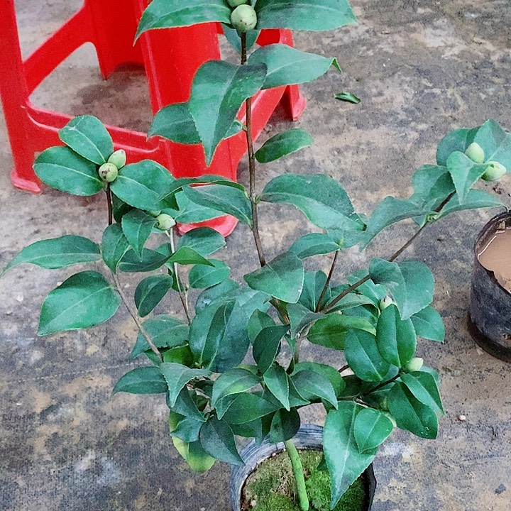 完全开放抓破美人脸