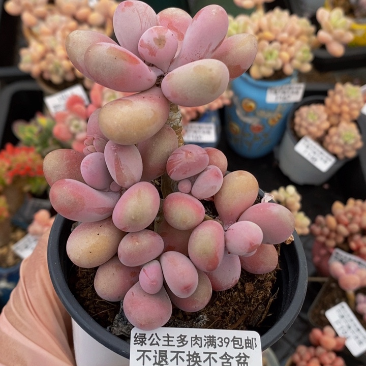 糖果桃蛋老桩7cm197多肉植物