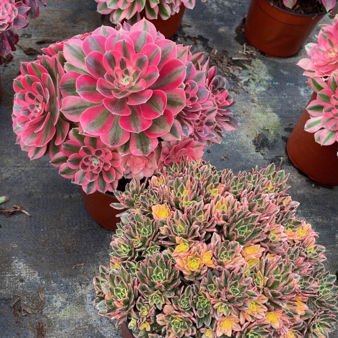 065粉女巫➕甜茶精品法师多肉