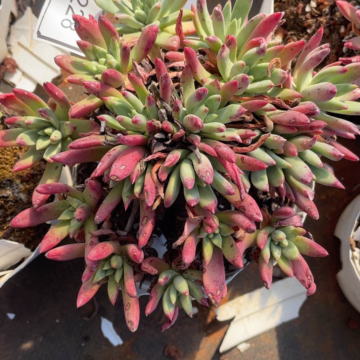 【闪购商品】60228绿法姆