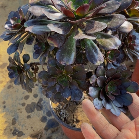 炫彩圆叶灰法师老桩16