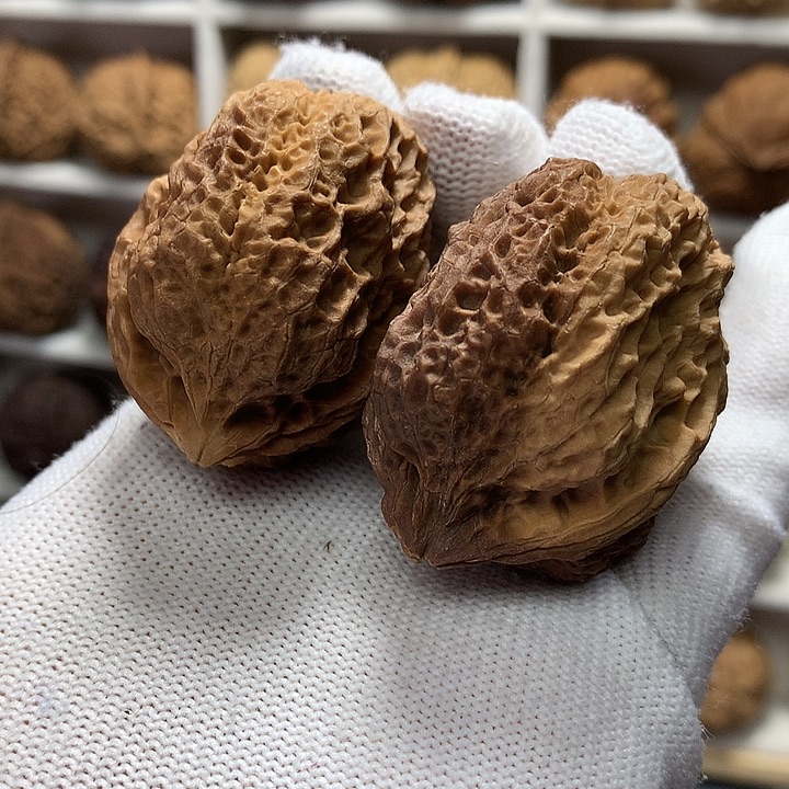 核桃40尺花彩金嘴蟾9号