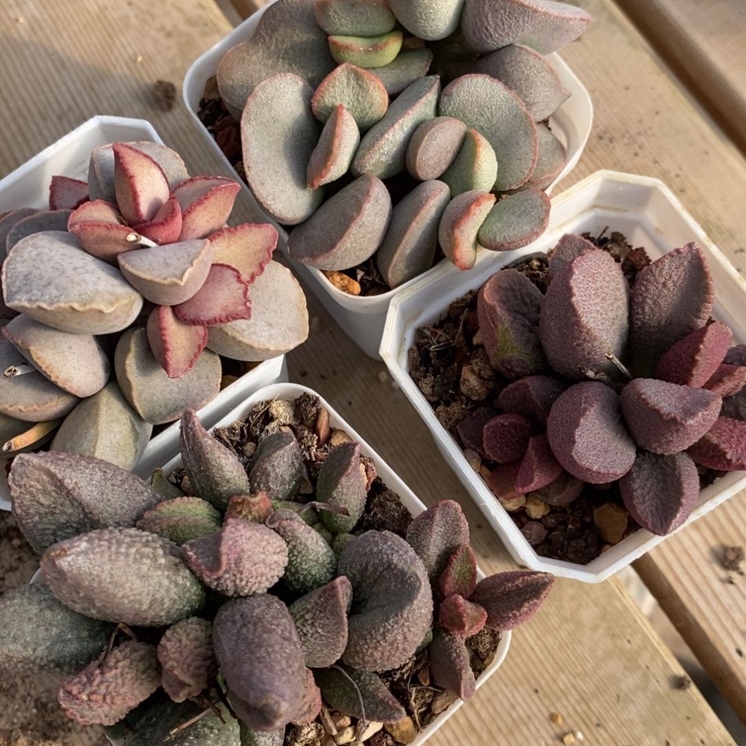 818水泡大颗组合四颗