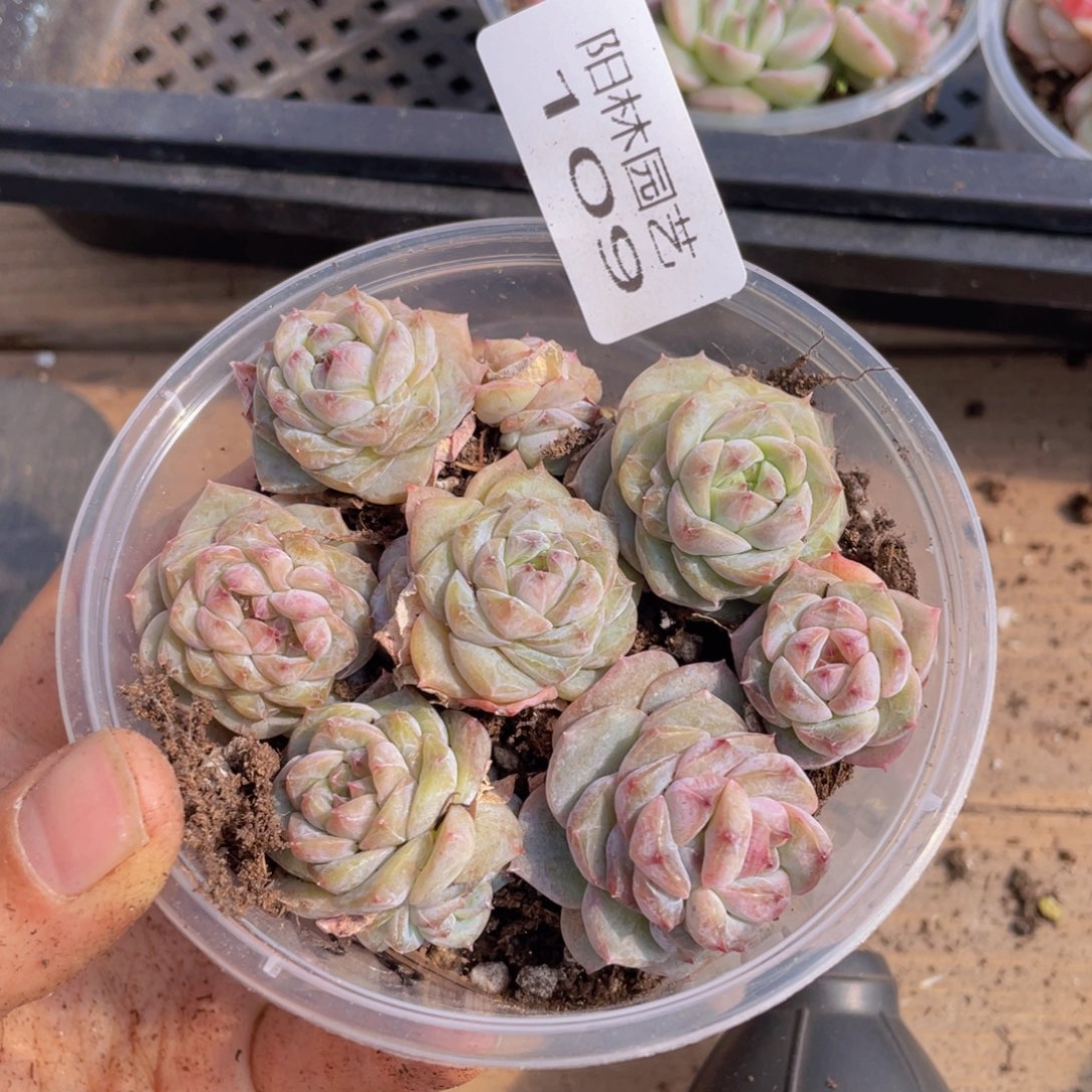 多肉植物多肉植物109