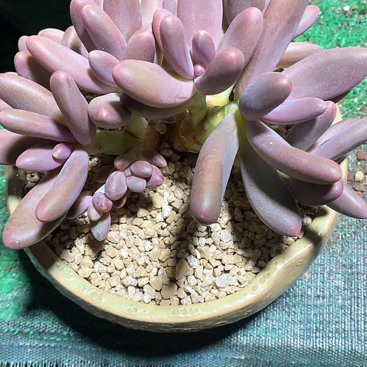 豆*。糖果多肉植物10-1