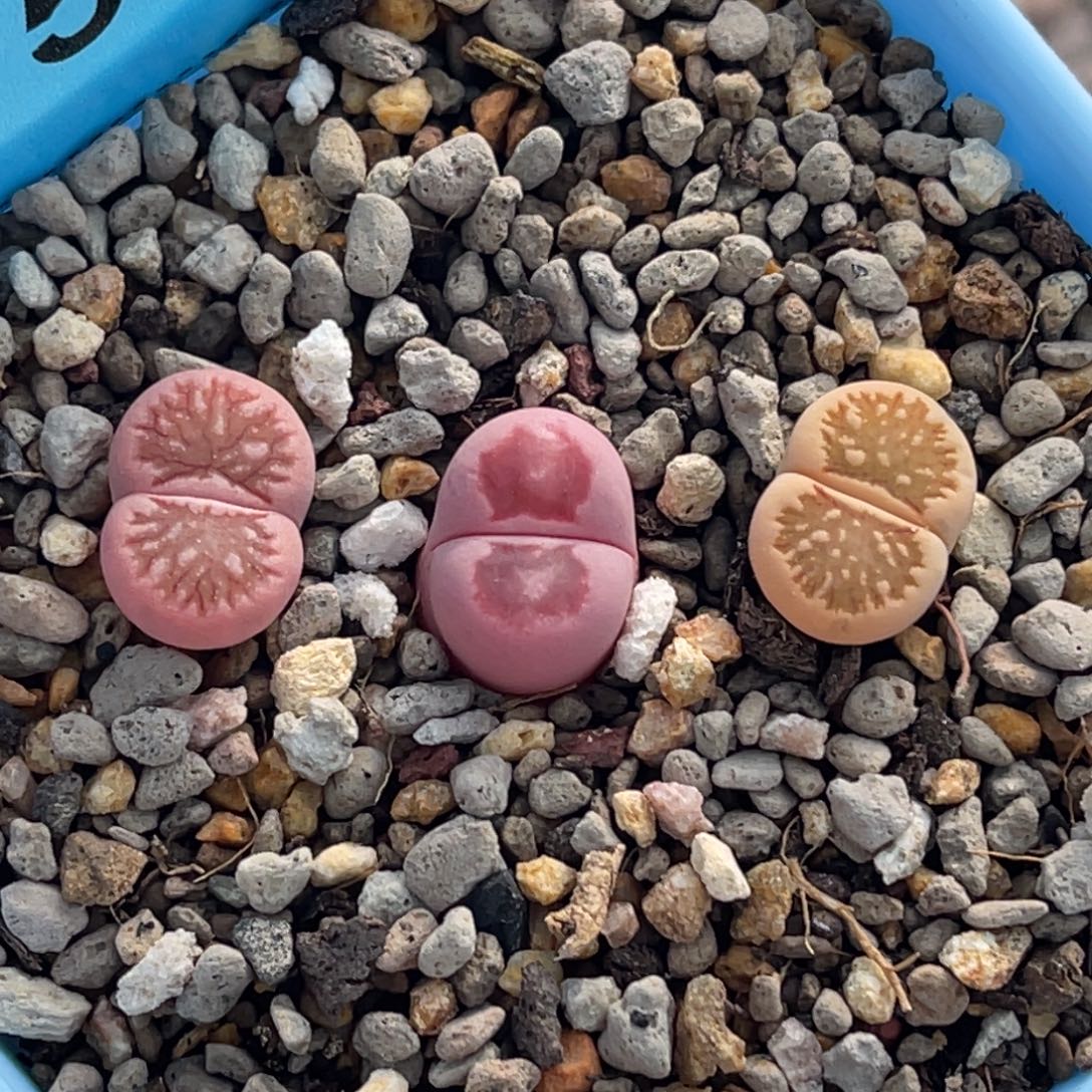 7511菊锦三颗。     