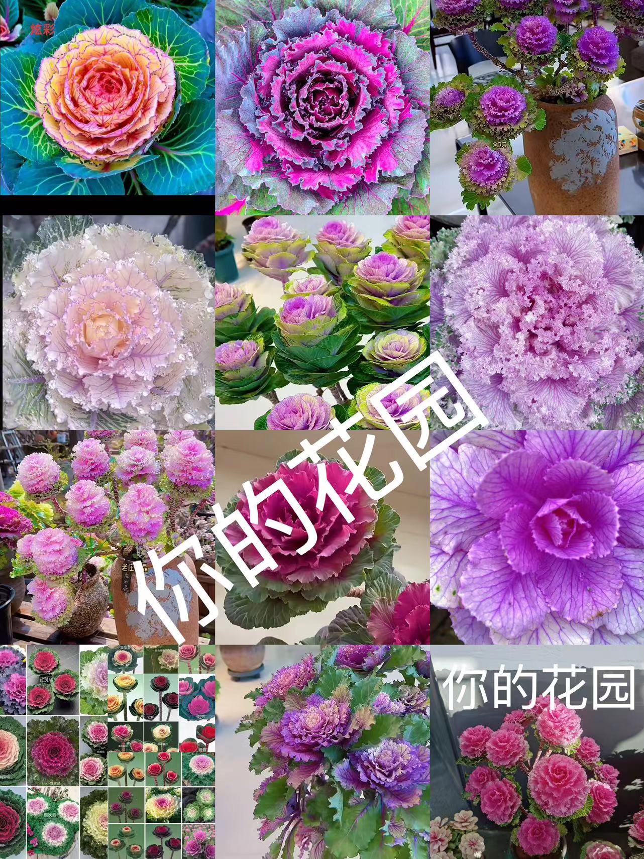 羽衣甘蓝花耔品种多水晶炫彩孔雀羽毛珊瑚玫瑰牡丹雪莲公主花苗