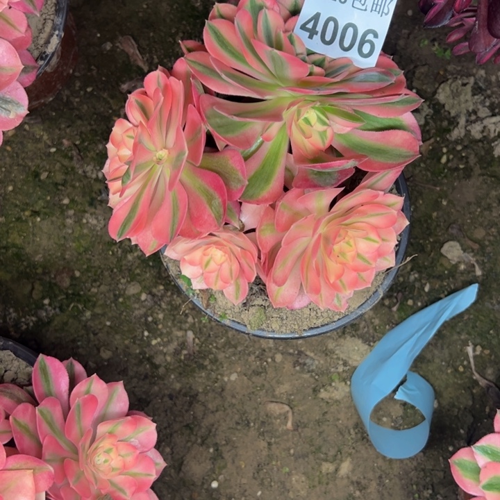 4006女巫多肉植物