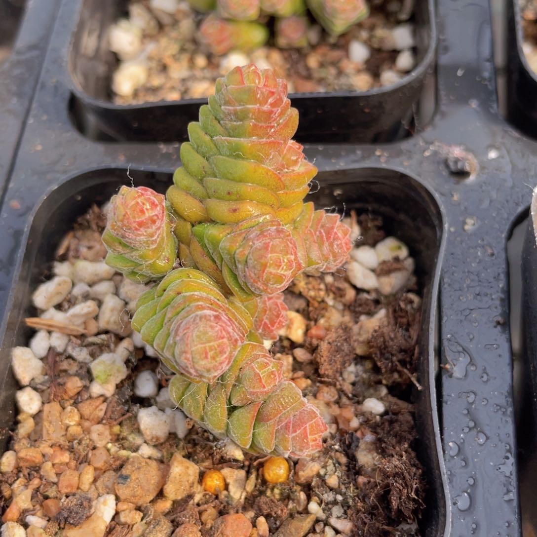 绒塔多肉9.9包邮