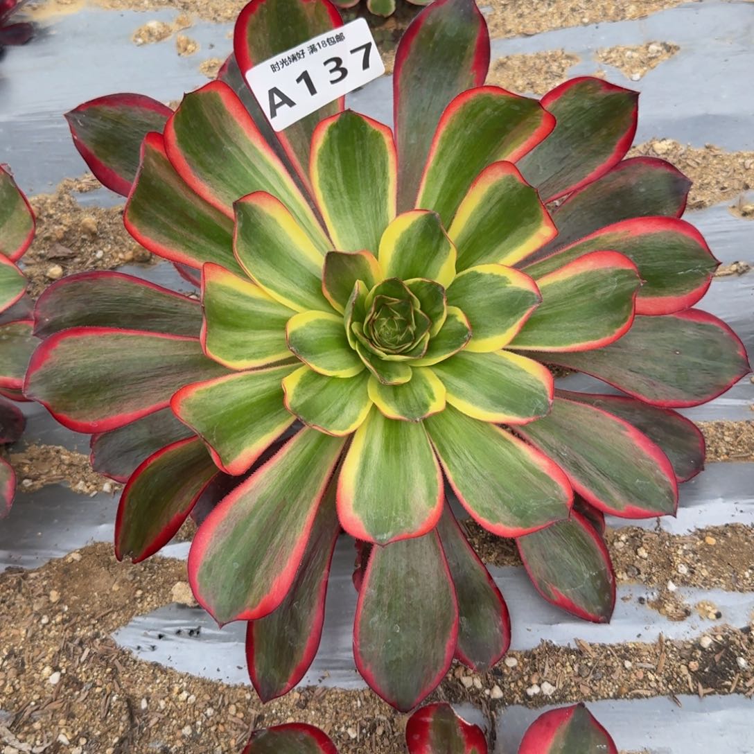 137红魔女。多肉植物