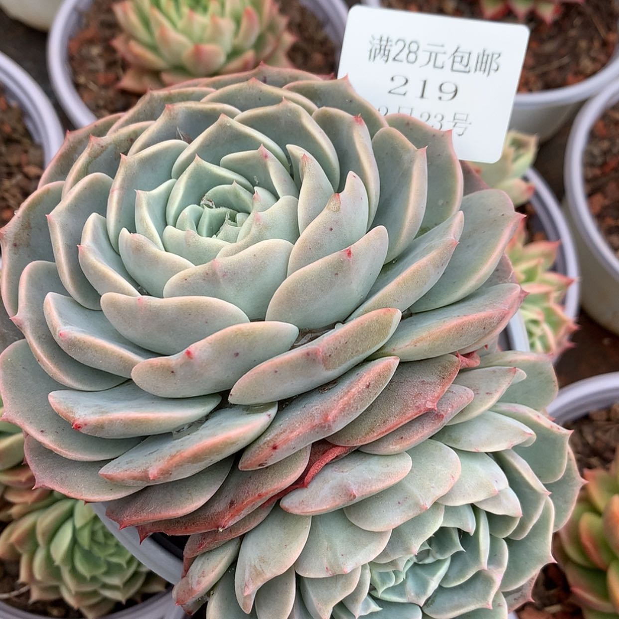 【闪购商品】云219号