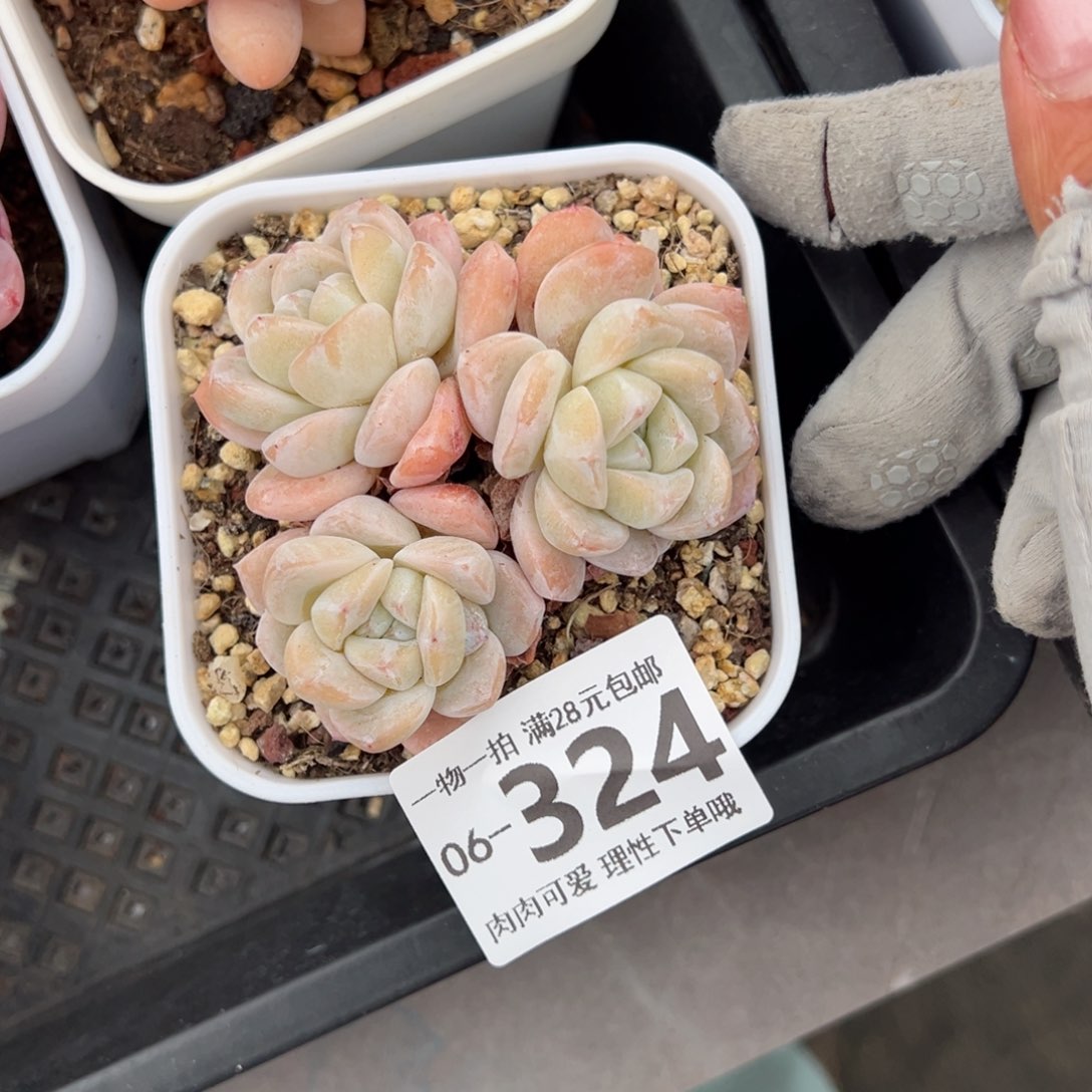 冰玉，多肉多肉多肉多肉