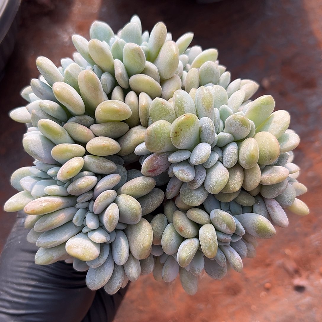 粉兔缀00000000000