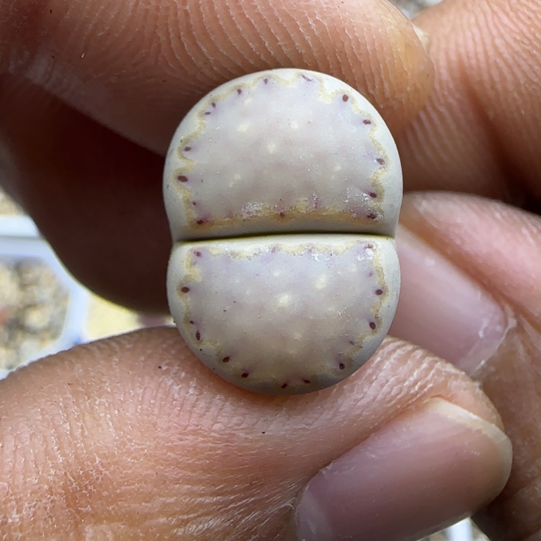 251 生石花大棚直播
