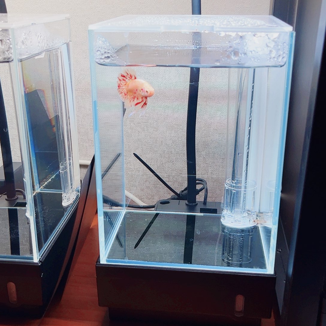 1***誉斗鱼宙斯斗鱼竞拍11-09