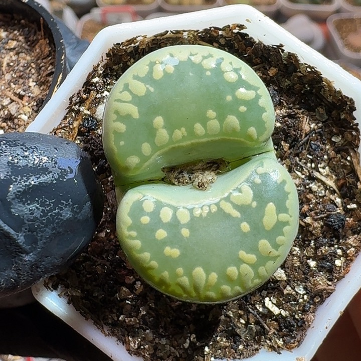 R****宝生石花111111111。   311