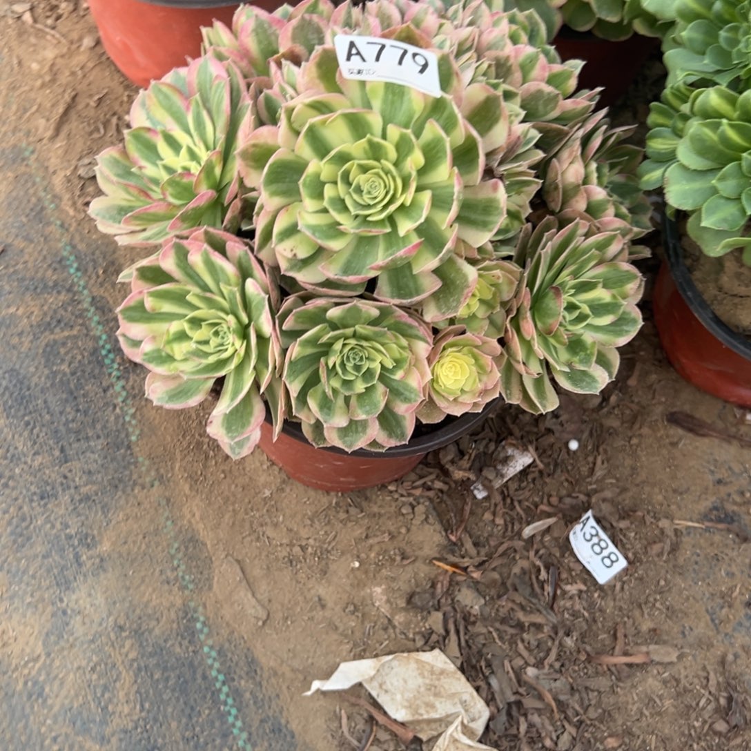 779玉姿多肉植物法师