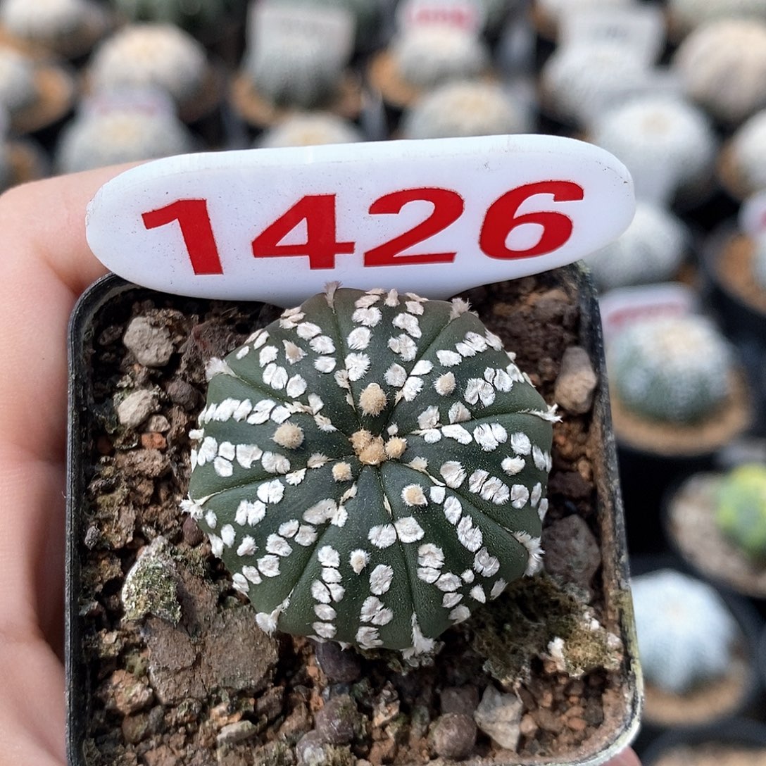 1426海星美纹系列福利来