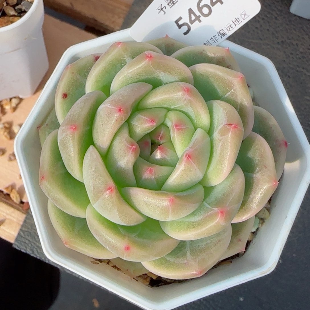 一帘幽梦，5464多肉