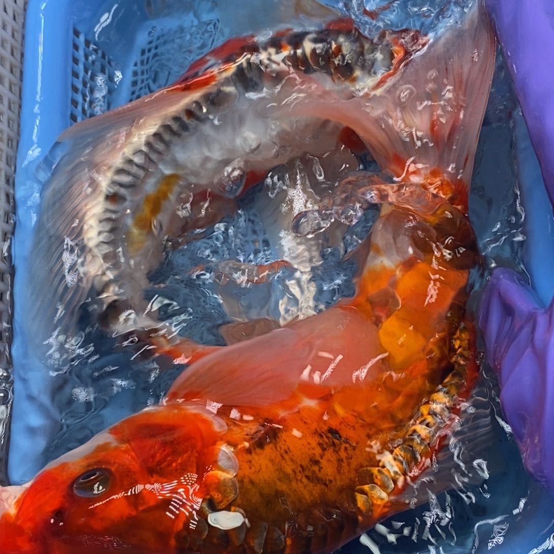 锦鲤冷水锦鲤包邮