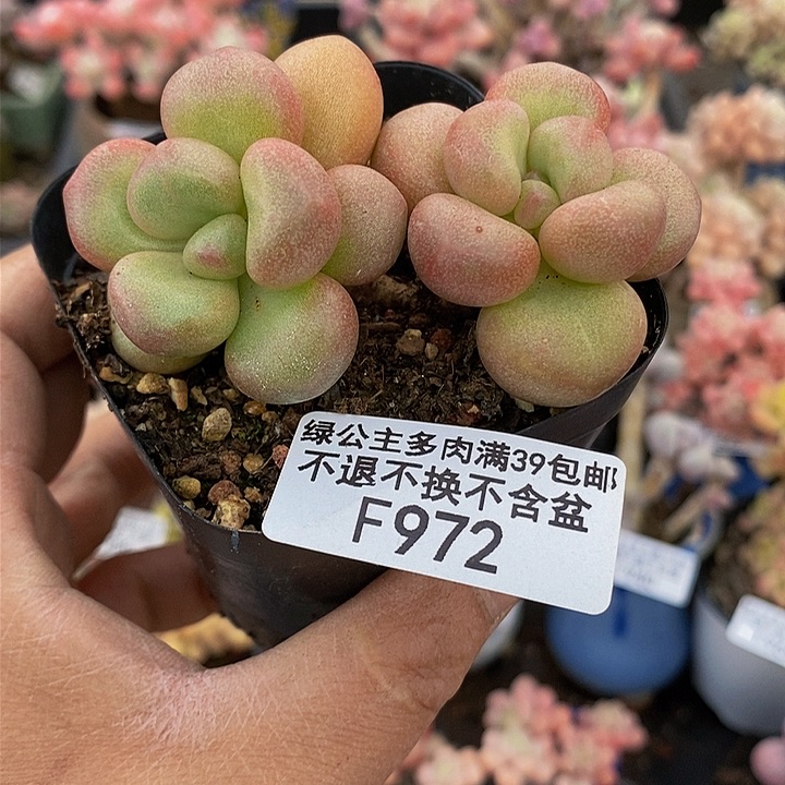 先锋派6cm972多肉植物