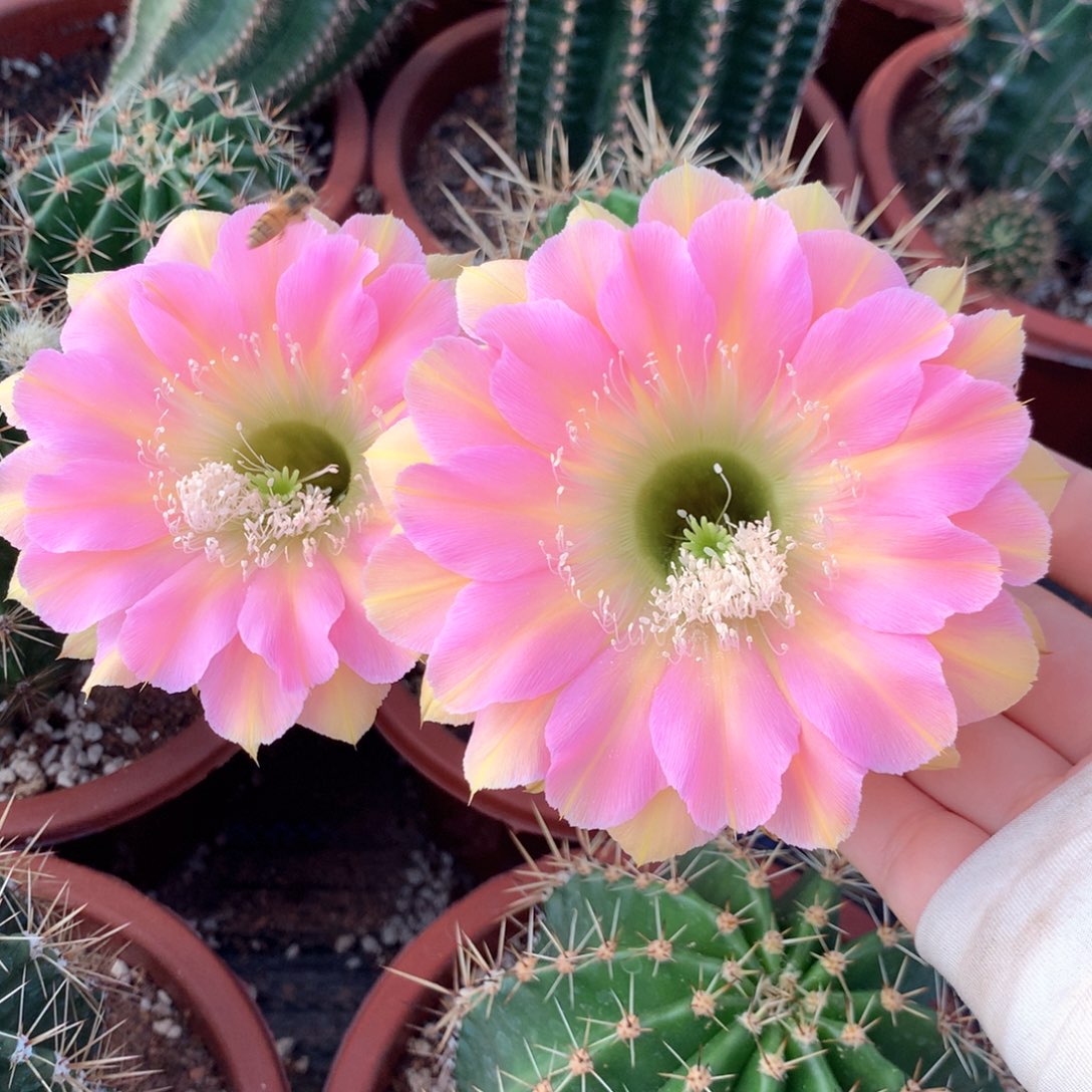 6777实生彩草15公分杯