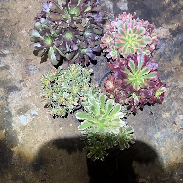 彩***云不包侧枝一物一拍48