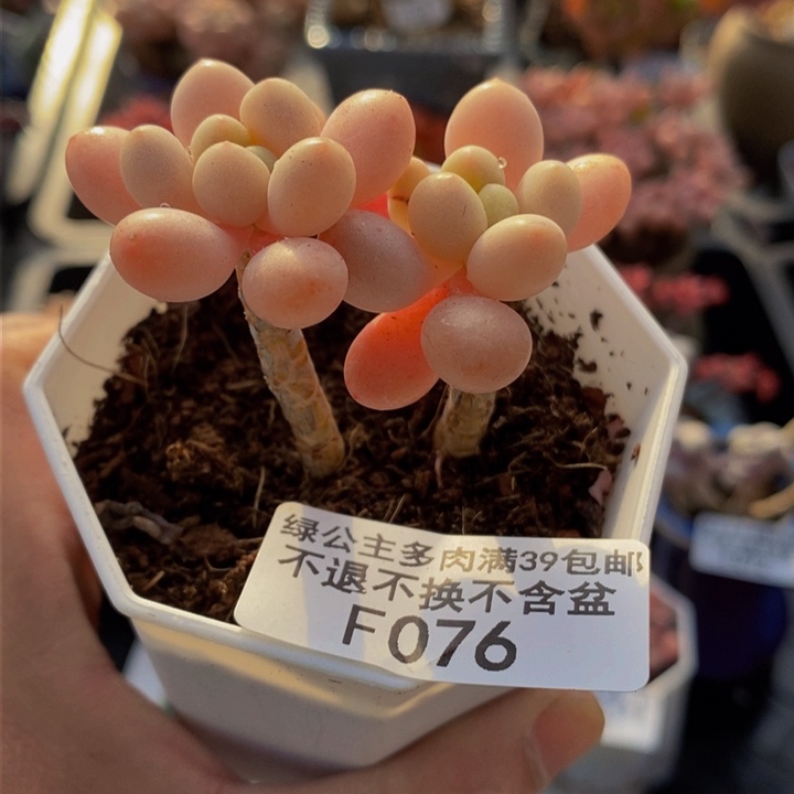 鱼子酱5cm076多肉植物