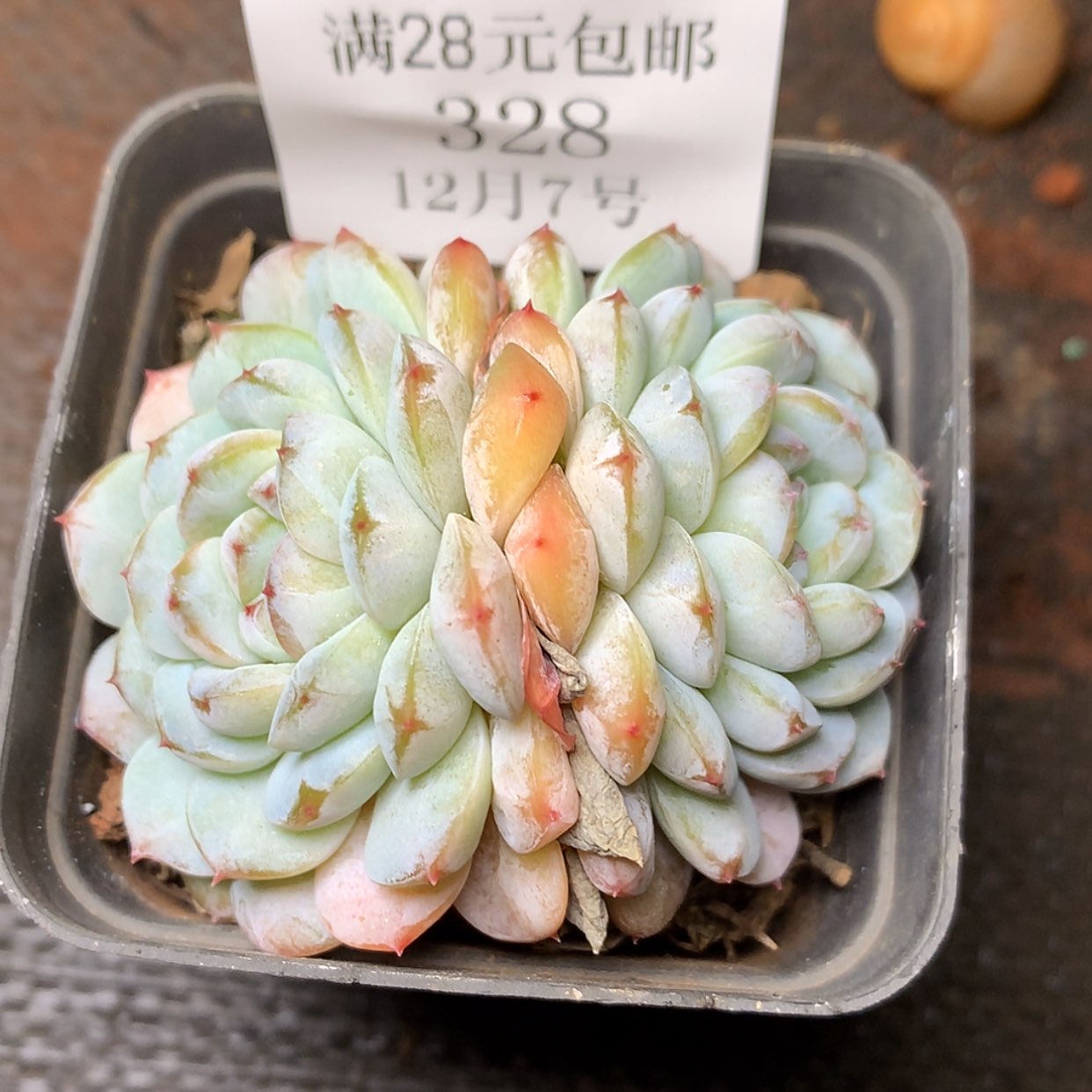 【闪购商品】云328号