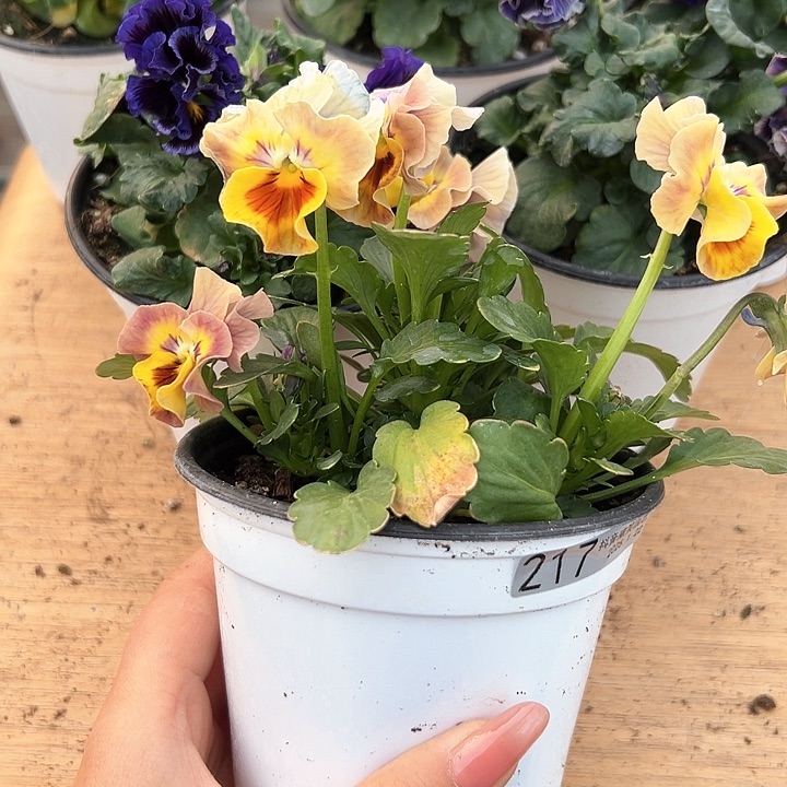 红陶抖音直播闪拍217