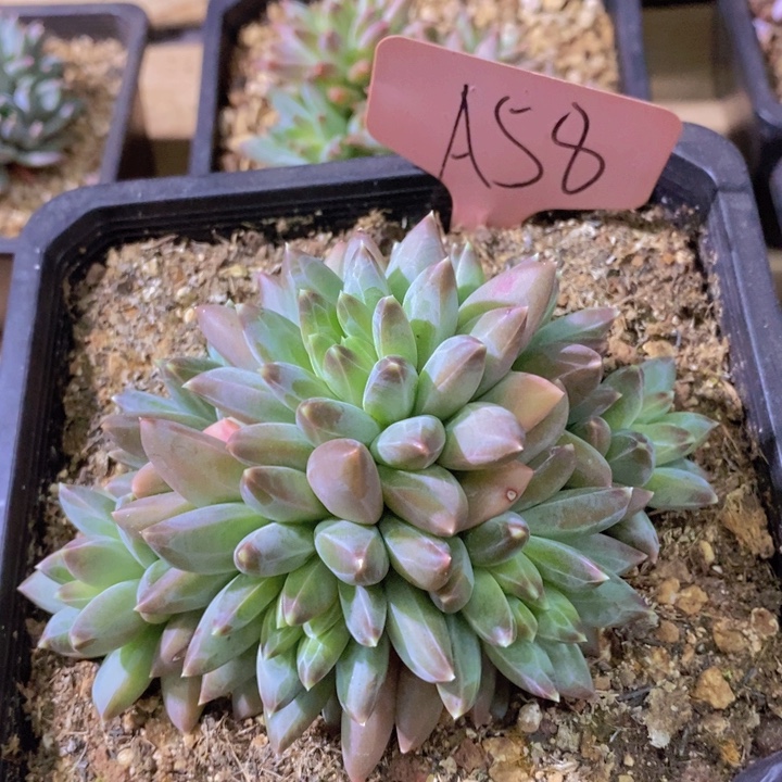 这么大个人都有女朋友