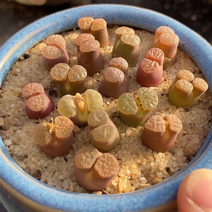 22540样本风铃一颗