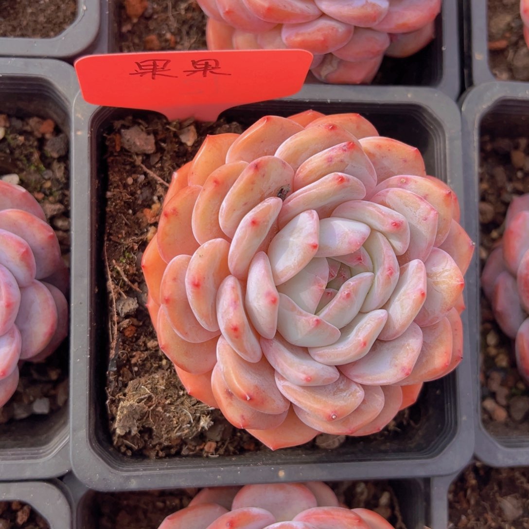 福利待遇等方面的优惠政策和