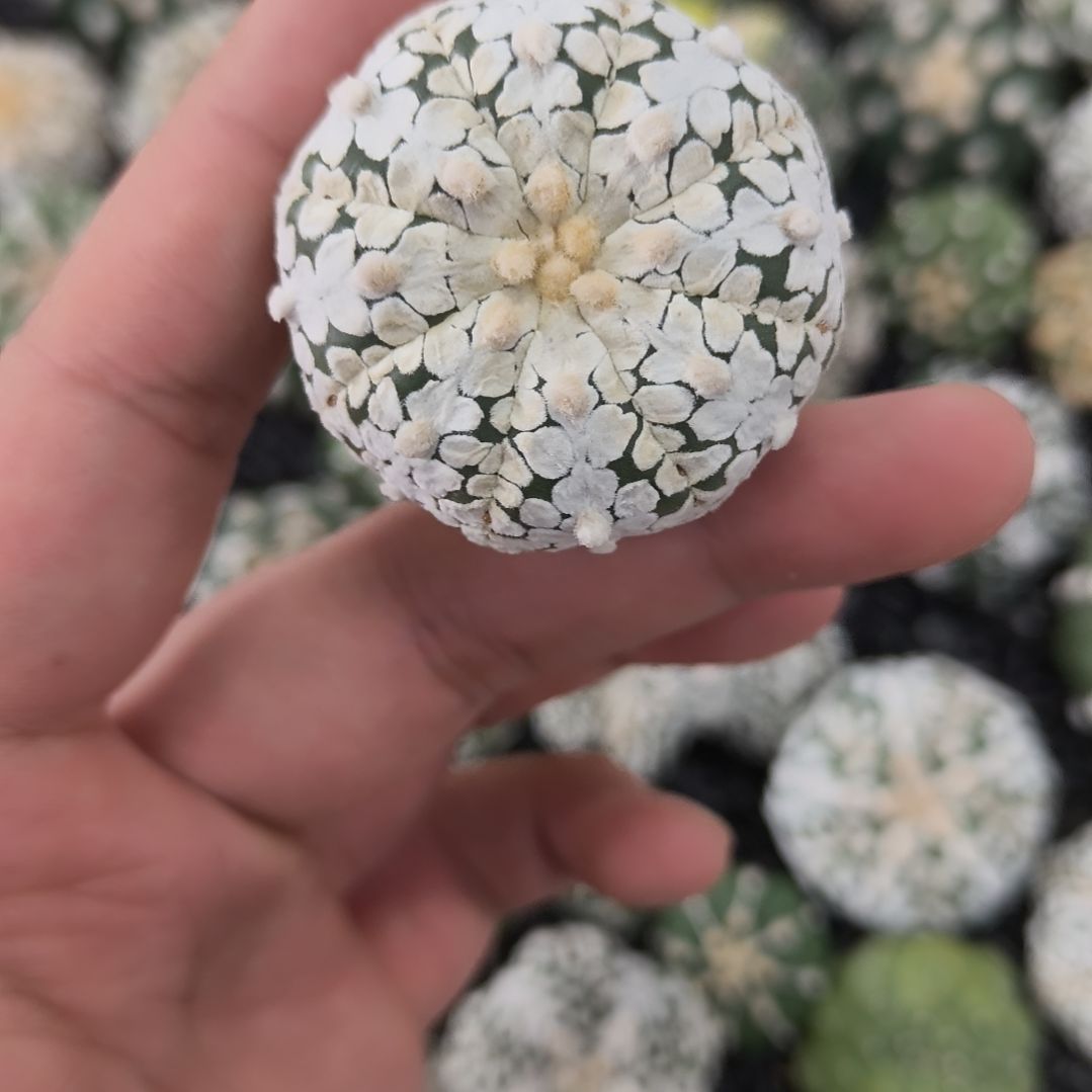 哈哈哈哈哈哈V兜兜兜