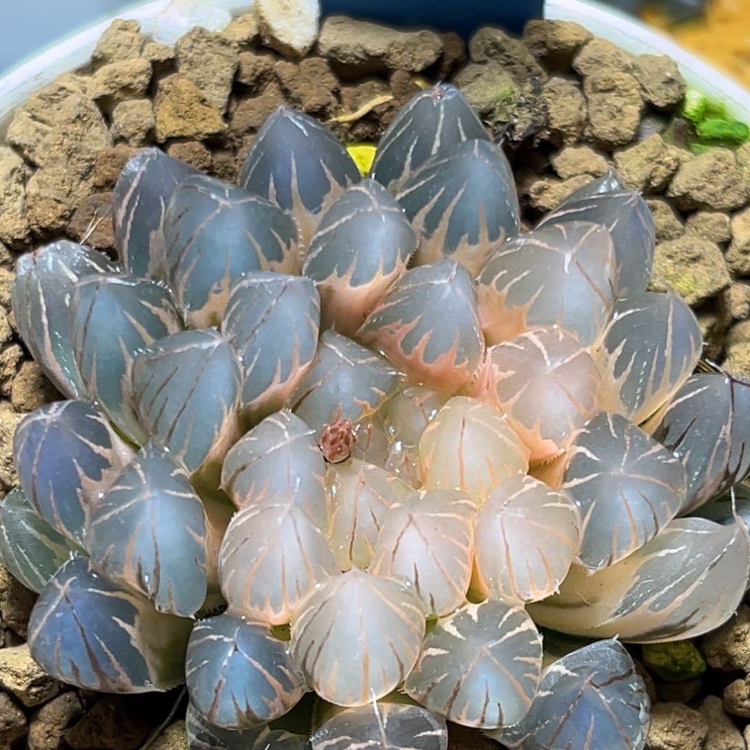 恭喜发财大吉大利536