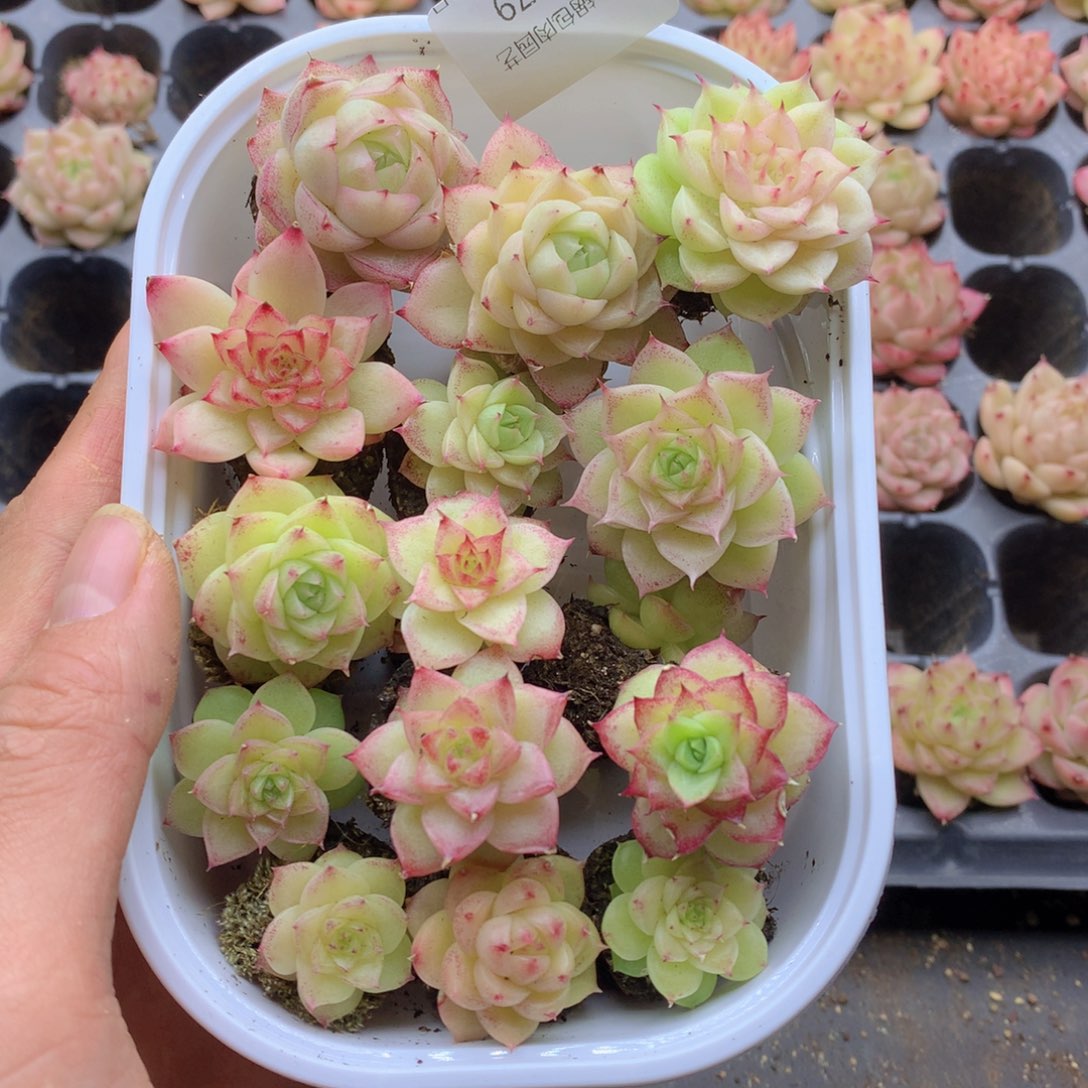 反反复复的感觉真079