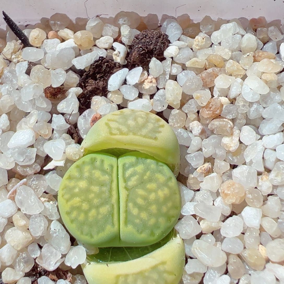 211-458多肉绿菊绿菊