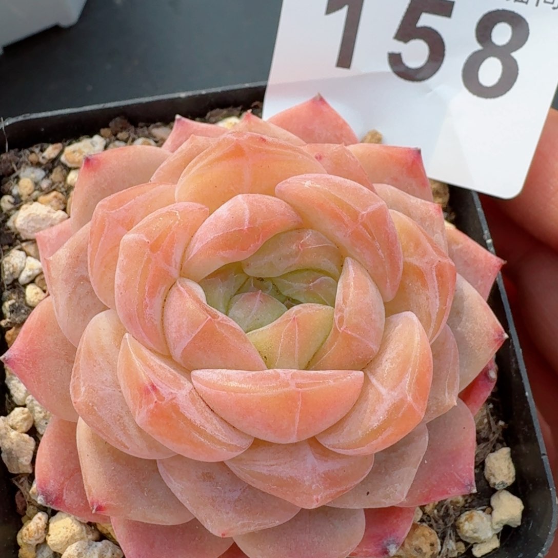 黛玉冰魄         精品多肉