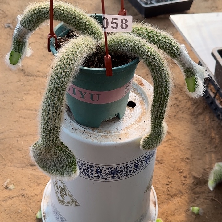 薰***草无花朵嫁接九尾狐缀058