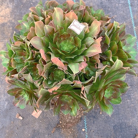 888拿铁多肉植物