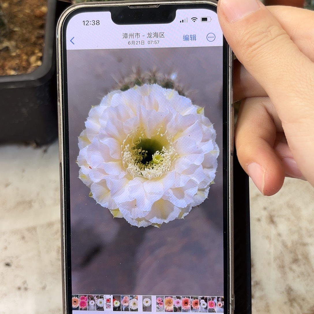 彩草青青蛋糕5公分侧牙