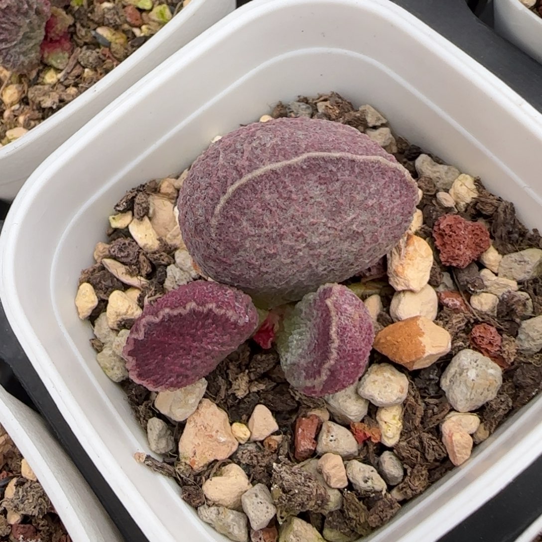 哈默猪肝多肉水泡