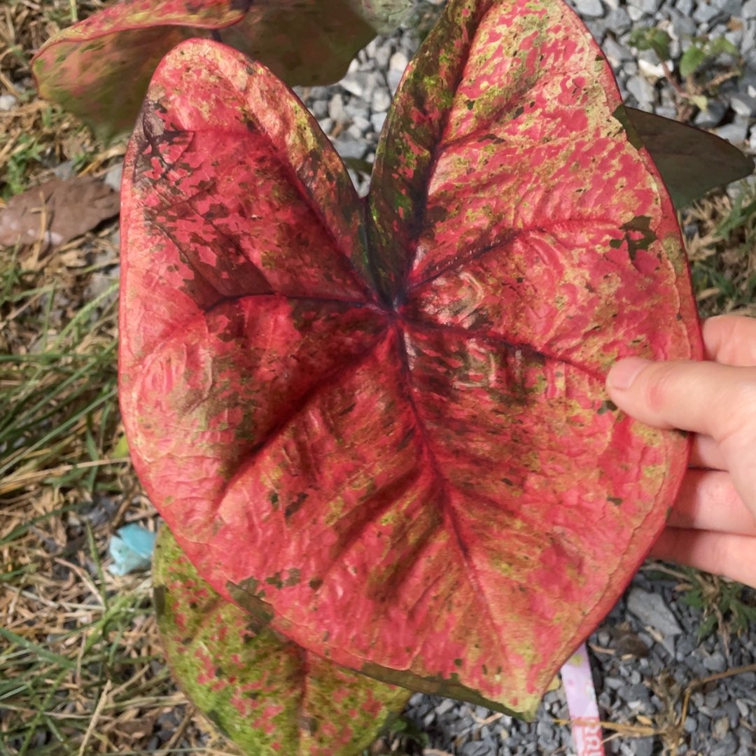 无花朵D315新品种子
