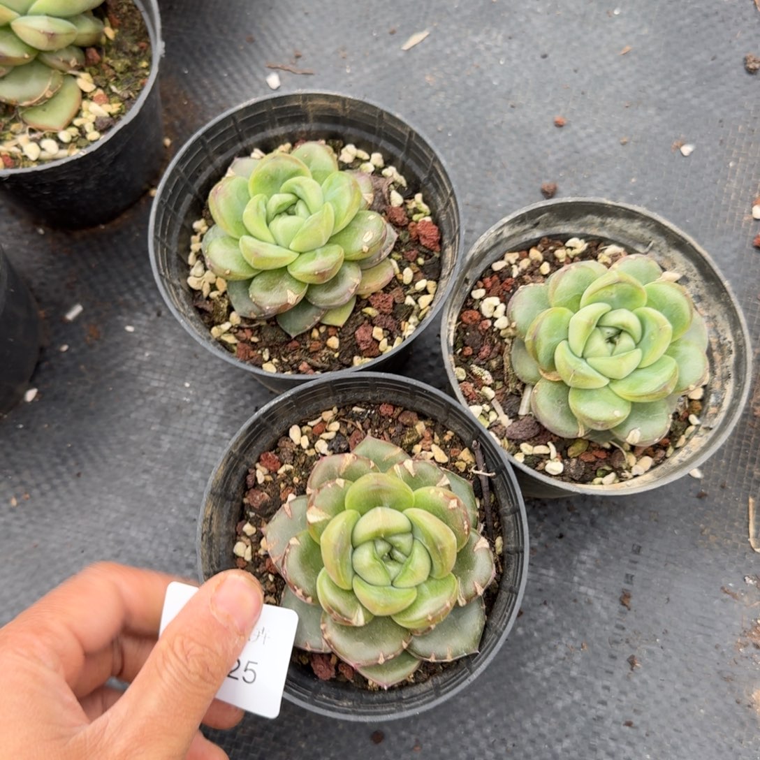 皮艾拉珍妮特殊种三颗量拍发货13-25