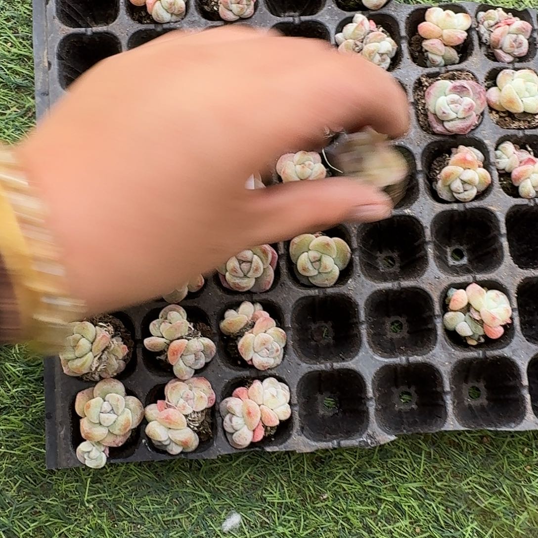 L***u50 号到手1框一物一拍