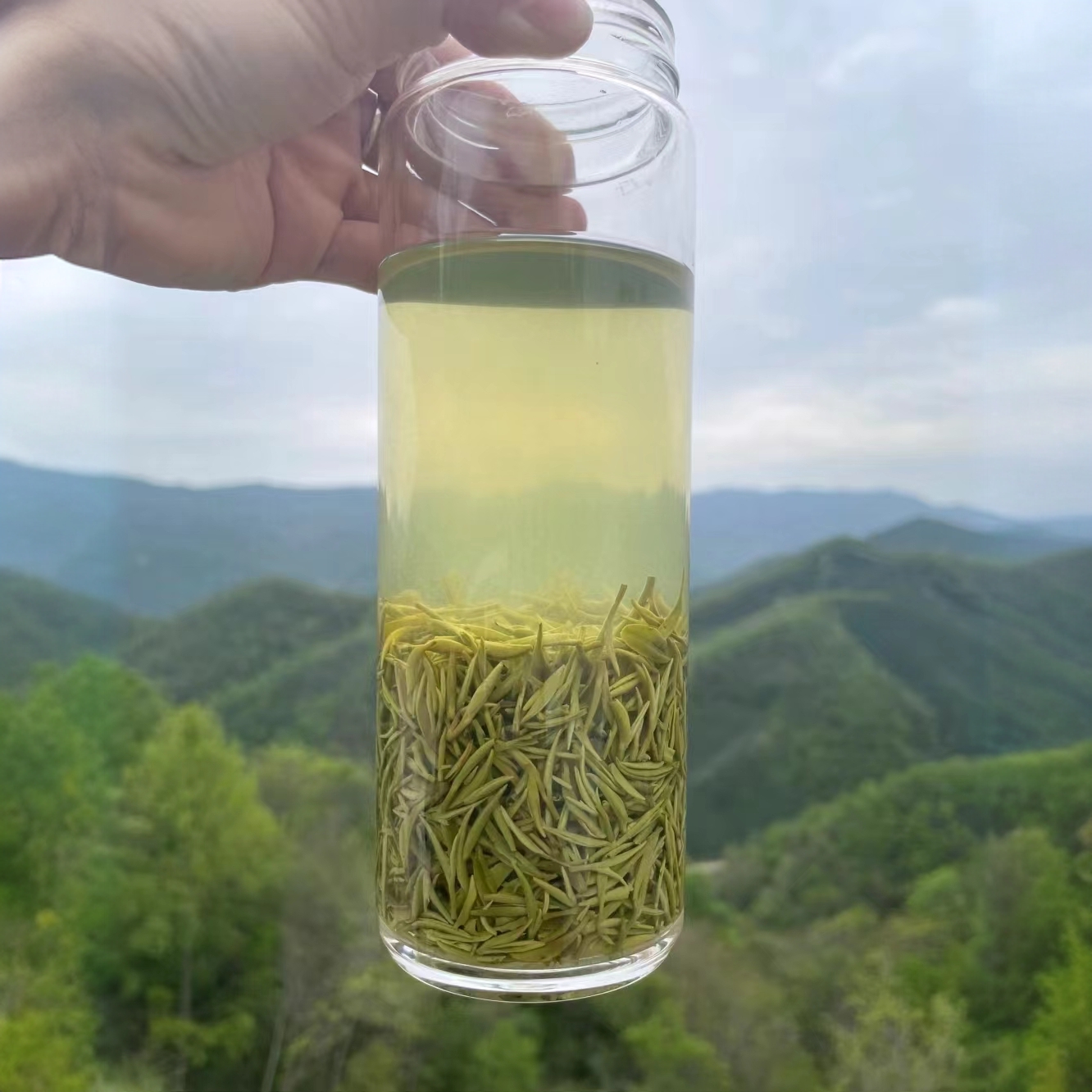 河南核心产区正宗明前毛尖2024春茶兰花香鲜爽回甘浓香耐泡