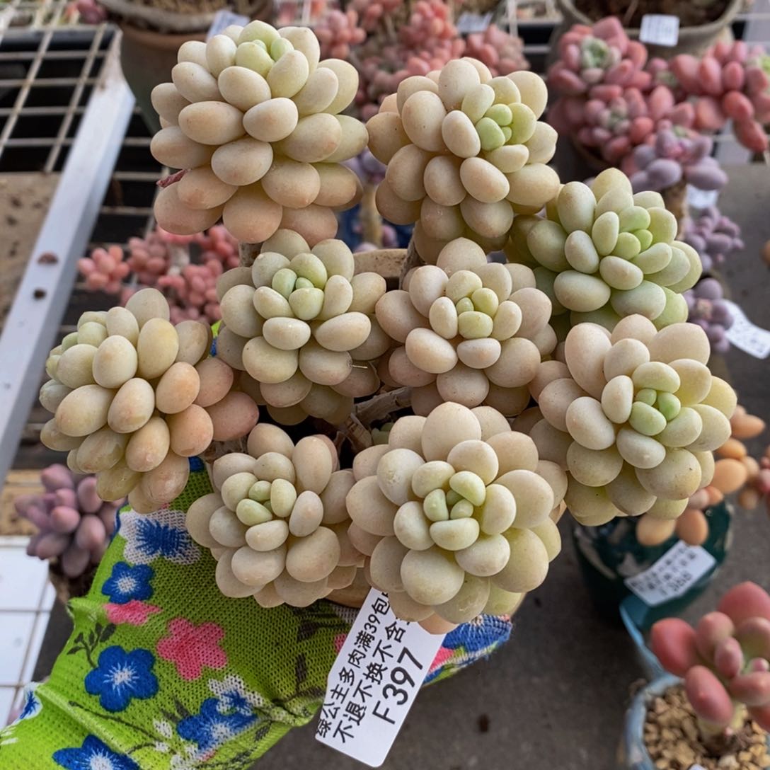 洛可可397/10cm多肉