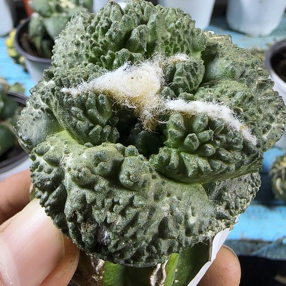大尤哥斯拉一701仙人球开花